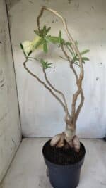 Planta Simples 2603 – 50cm – 04 anos - Imagem 9