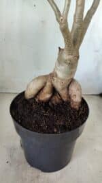 Planta Simples 2603 – 50cm – 04 anos - Imagem 8