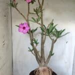 Planta Simples 2604 – 60cm – 04 anos