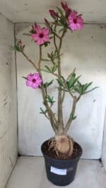 Planta Simples 2604 – 60cm – 04 anos