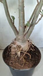 Planta Simples 2604 – 60cm – 04 anos - Imagem 10