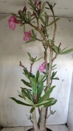 Planta Simples 2604 – 60cm – 04 anos - Imagem 9