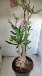 Planta Simples 2604 – 60cm – 04 anos - Imagem 8