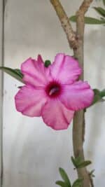 Planta Simples 2604 – 60cm – 04 anos - Imagem 3