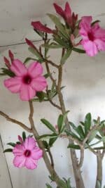 Planta Simples 2604 – 60cm – 04 anos - Imagem 5