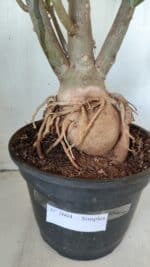 Planta Simples 2604 – 60cm – 04 anos - Imagem 7