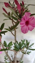 Planta Simples 2604 – 60cm – 04 anos - Imagem 6