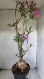 Planta Simples 2604 – 60cm – 04 anos - Imagem 13