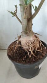 Planta Simples 2604 – 60cm – 04 anos - Imagem 12