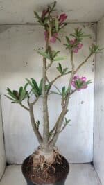 Planta Simples 2604 – 60cm – 04 anos - Imagem 11