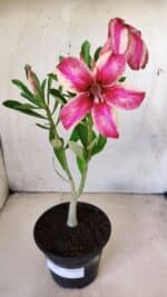 Planta Simples 2605 – 30cm – 02 anos - Imagem 2