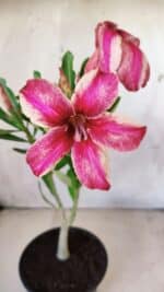 Planta Simples 2605 – 30cm – 02 anos