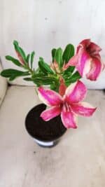 Planta Simples 2605 – 30cm – 02 anos - Imagem 4