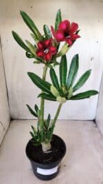 Planta Simples 2606 – 30cm – 02 anos - Imagem 2