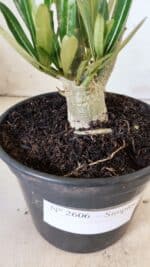 Planta Simples 2606 – 30cm – 02 anos - Imagem 7