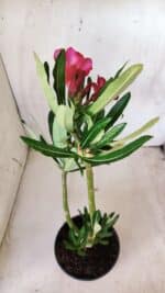 Planta Simples 2606 – 30cm – 02 anos - Imagem 5