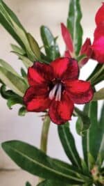 Planta Simples 2606 – 30cm – 02 anos