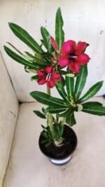 Planta Simples 2606 – 30cm – 02 anos - Imagem 4