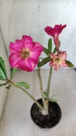 Planta Simples 2607 – 30cm – 02 anos - Imagem 2