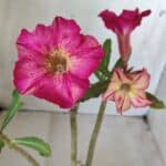 Planta Simples 2607 – 30cm – 02 anos