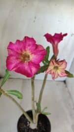 Planta Simples 2607 – 30cm – 02 anos