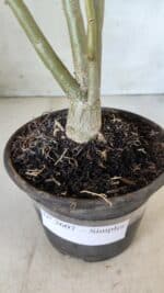 Planta Simples 2607 – 30cm – 02 anos - Imagem 4