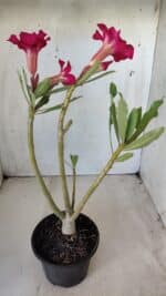 Planta Simples 2607 – 30cm – 02 anos - Imagem 5