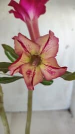 Planta Simples 2607 – 30cm – 02 anos - Imagem 3