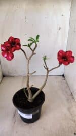 Planta Simples 2608 – 30cm – 02 anos - Imagem 2