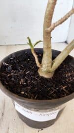 Planta Simples 2608 – 30cm – 02 anos - Imagem 5