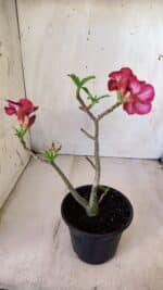 Planta Simples 2608 – 30cm – 02 anos - Imagem 7