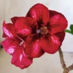 Planta Simples 2608 – 30cm – 02 anos