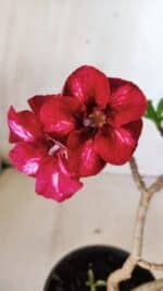 Planta Simples 2608 – 30cm – 02 anos - Imagem 3