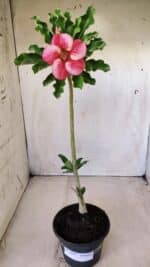 Planta Simples 2609 – 30cm – 02 anos - Imagem 2