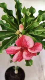 Planta Simples 2609 – 30cm – 02 anos - Imagem 4