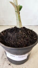 Planta Simples 2609 – 30cm – 02 anos - Imagem 6