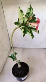 Planta Simples 2609 – 30cm – 02 anos - Imagem 5