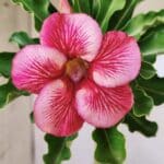 Planta Simples 2609 – 30cm – 02 anos