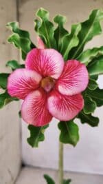 Planta Simples 2609 – 30cm – 02 anos