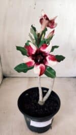 Planta Simples 2610 – 30cm – 02 anos - Imagem 2