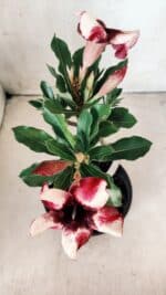 Planta Simples 2610 – 30cm – 02 anos - Imagem 4