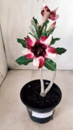 Planta Simples 2610 – 30cm – 02 anos - Imagem 8