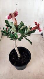 Planta Simples 2610 – 30cm – 02 anos - Imagem 5