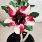 Planta Simples 2610 – 30cm – 02 anos