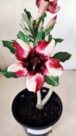 Planta Simples 2610 – 30cm – 02 anos