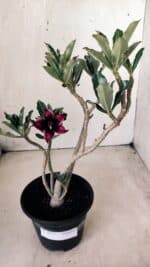 Planta Simples 2611 – 30cm – 02 anos - Imagem 2