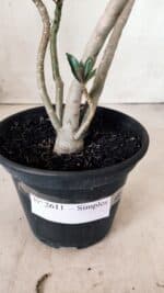 Planta Simples 2611 – 30cm – 02 anos - Imagem 7