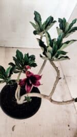 Planta Simples 2611 – 30cm – 02 anos - Imagem 4