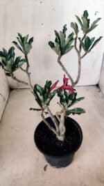 Planta Simples 2611 – 30cm – 02 anos - Imagem 6