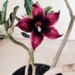 Planta Simples 2611 – 30cm – 02 anos